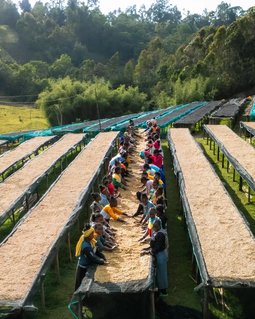 Carmen Estate Producer