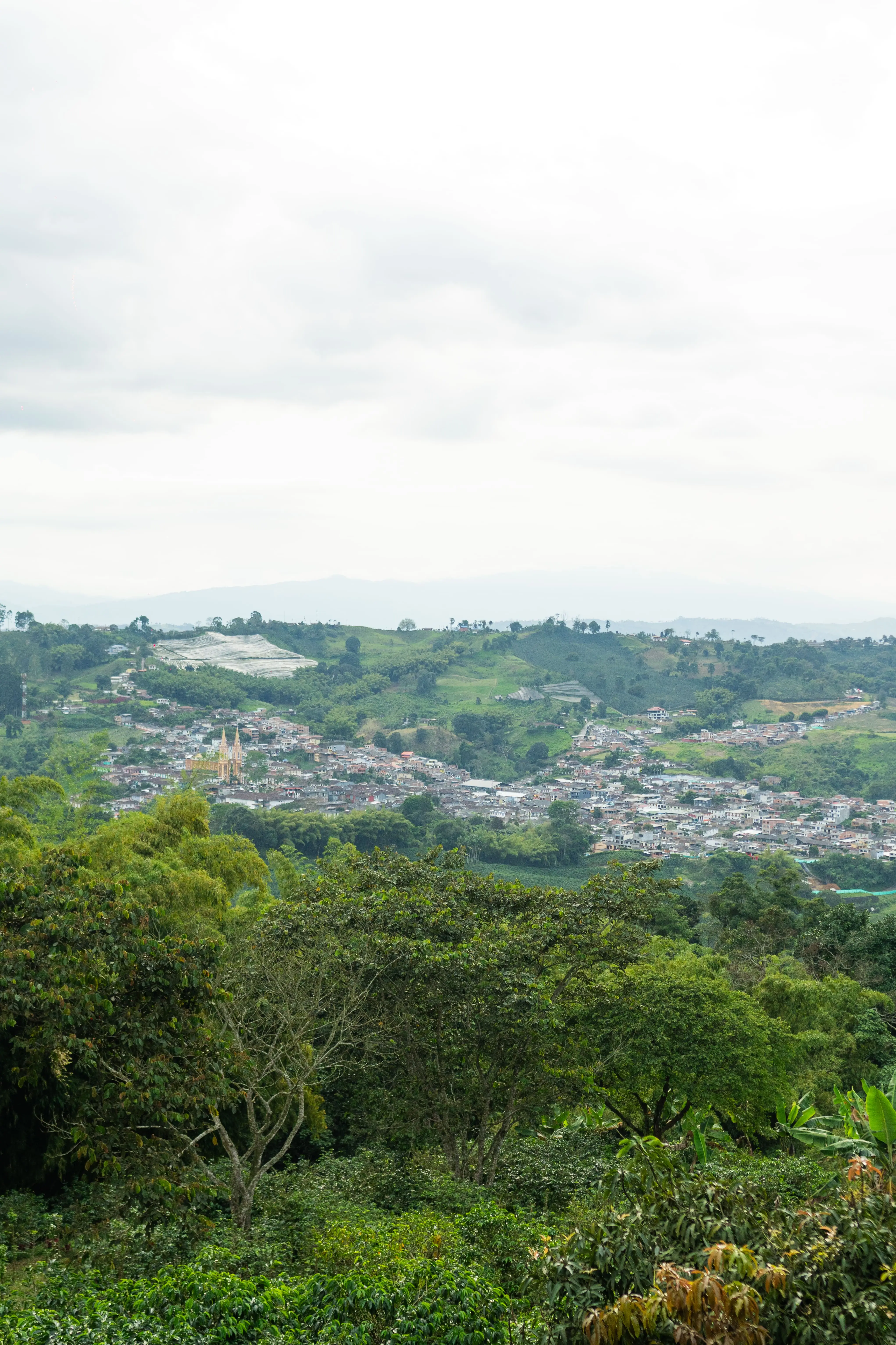 Mikava Coffee Producer